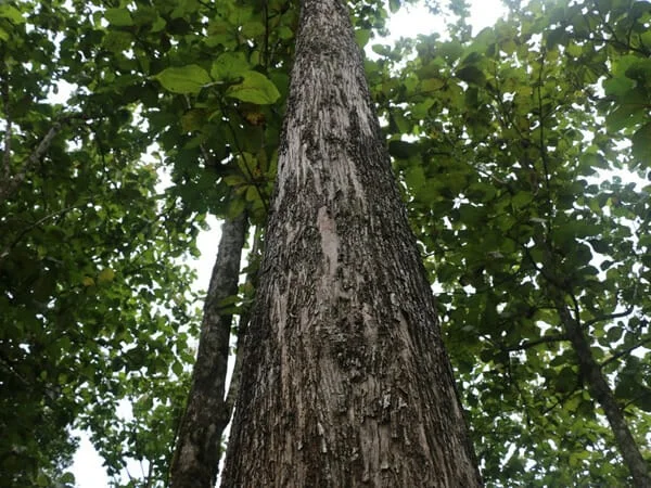 Árvore de Teca Árvore de Teca