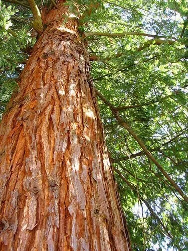 Árvore de Cedro Árvore de Cedro