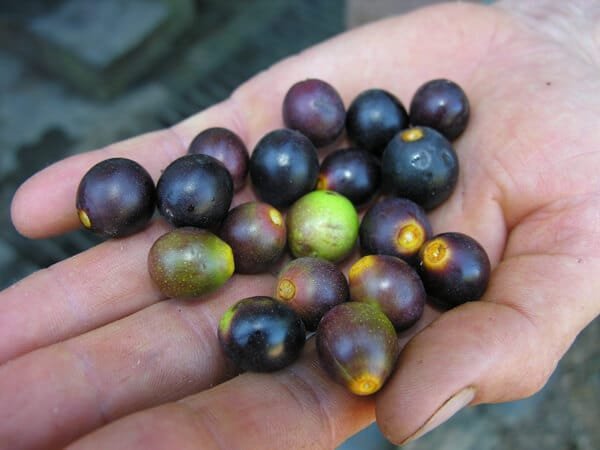 Fruto Imbuia