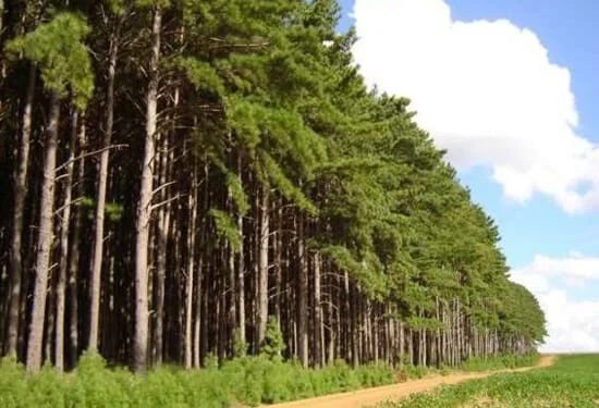 Árvore de Madeira Pinus