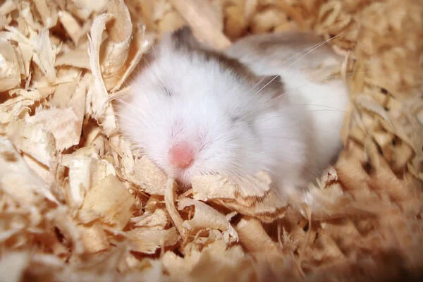 Serragem para Hamster