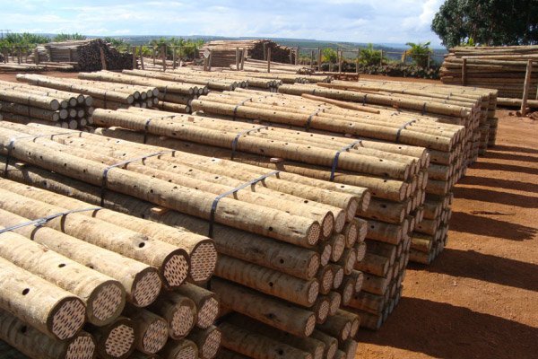 Benefícios de uma Madeira Tratada