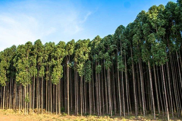 Escoramento de Eucalipto
